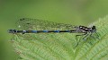 Coenagrion pulchellum immature female-190399